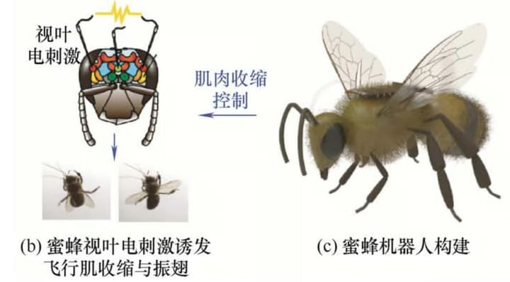 Scientists Successfully Steer Live Bees With Brain Implants in Breakthrough Cyborg Tech